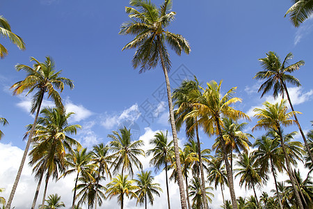 棕榈树 云 蓝色的 巴西 南美洲 热带 天堂 异国情调图片