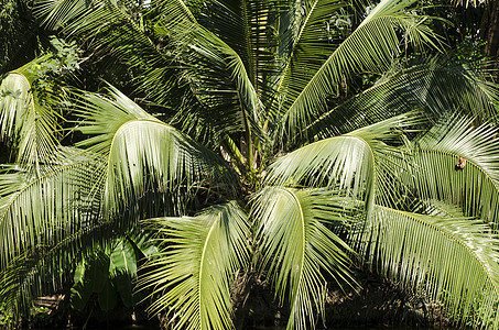 有绿叶椰子的椰子树 花园 自然 夏天 异国情调 棕榈图片