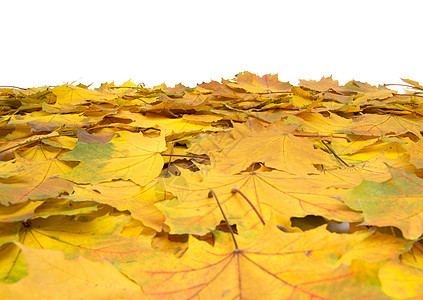 秋叶 金的 红色的 植物 橡木 美丽 干燥 秋天棕色的高清图片素材