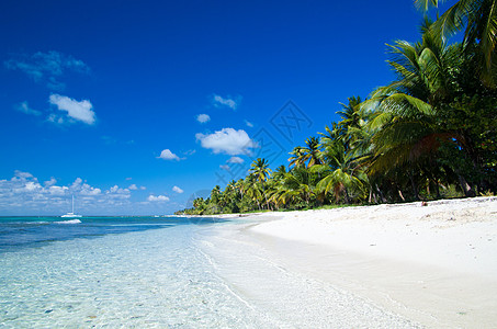 海滩沙滩 海景 太阳 椰子 旅行 放松 海岸 宁静 晴天图片