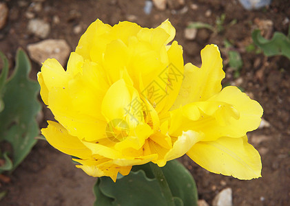 春天花园的美丽的黄黄色郁金香 蓝色的 自然 花朵图片