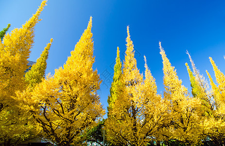 黄金果树对着蓝天 花园 遗产 松树 传统 历史性 美丽图片
