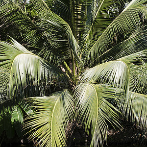有绿叶椰子的椰子树 墙纸 旅行 热带 森林 树木 自然图片