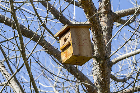 树上鸟Birdbox 夏日森林树上的鸟屋 木头 居住背景