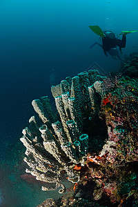 西巴丹潜水马来西亚马布尔的巨型海绵背景