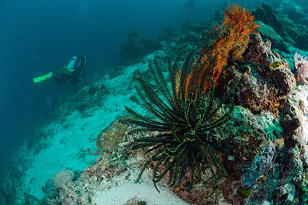 西巴丹潜水马来西亚马布尔的绿色绿羽毛星l背景