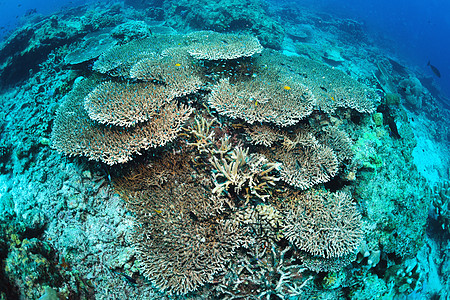 马来西亚西巴丹的Sipadan 水下斯塔蓬表珊瑚 海扇 海绵图片