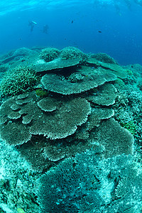 马来西亚西巴丹的Sipadan 水下斯塔蓬表珊瑚 呼吸管 野生动物图片