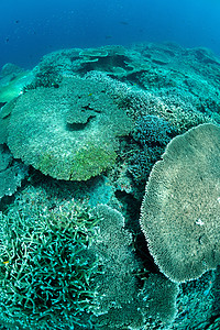 马来西亚西巴丹的Sipadan 水下斯塔蓬表珊瑚 深的 海扇图片
