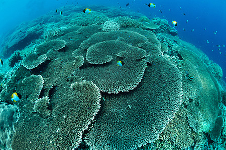 马来西亚西巴丹的Sipadan 水下斯塔蓬表珊瑚 海扇 呼吸管图片