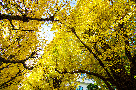 花园里的金果树 天空 亭 自然 旅游 蓝色的 寺庙背景图片