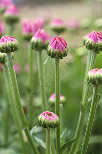 菊花花 植物群 芽 叶子 花园 春天 花的 漂亮的图片