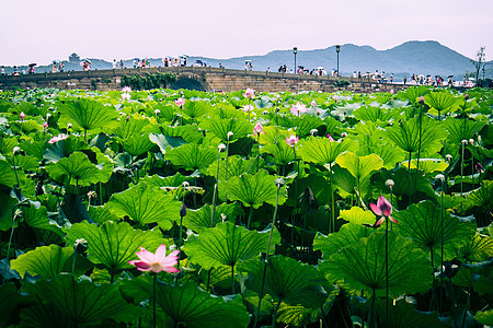 杭州 植物 岩石 水 西方 亚洲 石头 小路 湖图片