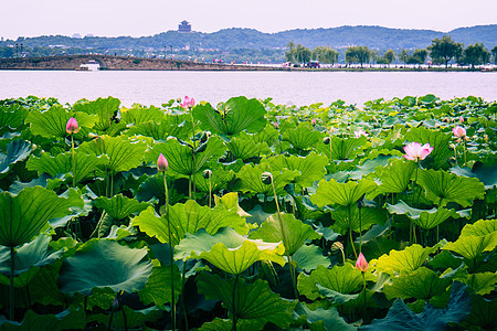 杭州市 水 宝塔 公园 宁静 岛 西湖 假期图片