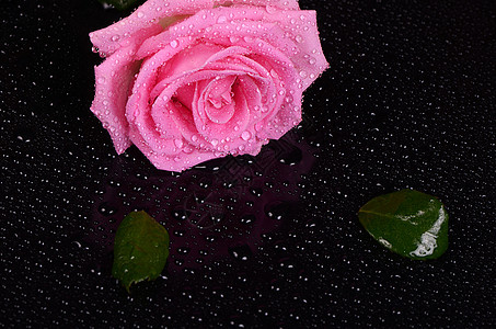 黑色背景的粉红玫瑰 美丽的 爱 夏天 情人节 春天 问候语图片