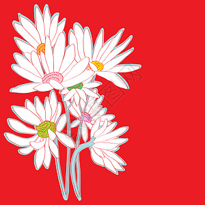 daisies 红卡图片