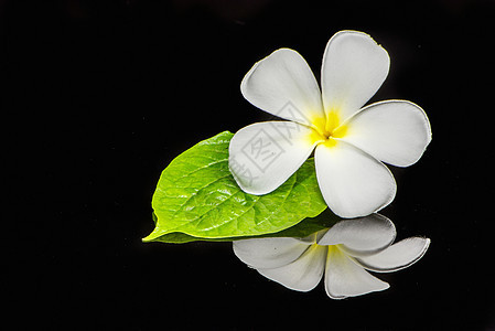 弗朗吉帕尼花朵 泰国 公园 自然 异国情调 花瓣 春天图片