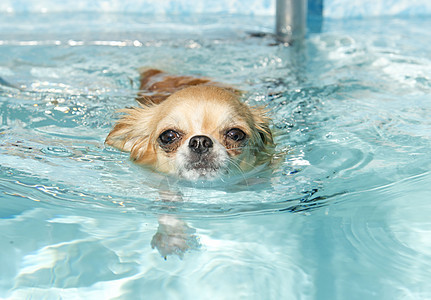 游泳吉华花 宠物 棕色的 吉娃娃 游泳池 湿的 动物 水图片