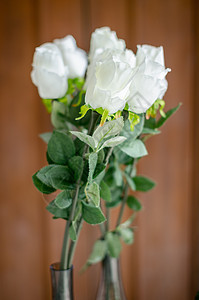 白玫瑰花 艺术 浪漫 花的 情人节 爱 庆典图片