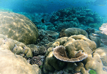 昆士兰州水下海洋生物 澳大利亚珊瑚礁 障碍图片