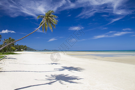 带椰子的海滩 热带 云 叶子 假期 海洋 自然图片