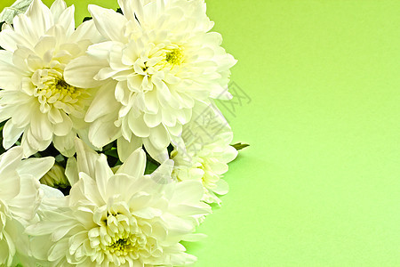 菊花 礼物 花瓣 植物群 开花 美丽 美丽的 花束图片