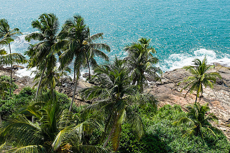 印度洋海滨 美丽的 假期 棕榈 旅行 自然 水 贝鲁瓦拉背景图片