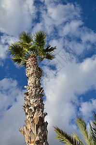 蓝天空棕榈树 热带 海洋 宁静 太阳 绿色的 异国情调图片