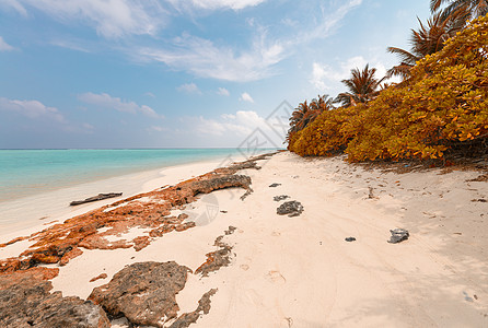 马尔代夫Thoddoo的美好海滩 绿松石 热带图片