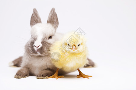 兔子和小鸡 春季时多彩的亮光主题 黄色的 有趣的图片