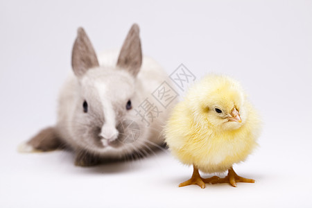 Rabbit&chick 春季多彩的亮光主题 假期 花盆图片