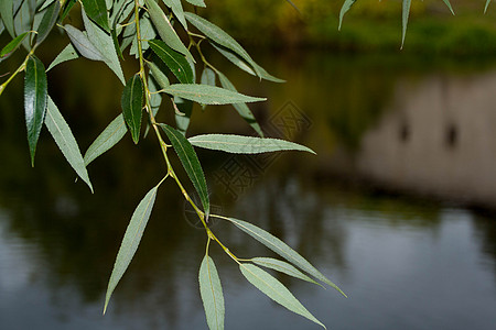 河流背景上的树枝 在河底的树枝上 风景 九寨沟图片