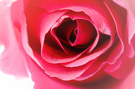 玫瑰 假期 宏观 花 自然 花的 植物 情人节背景图片