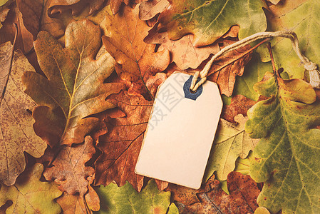 旱秋叶叶树背景上带麻绳的价格标签 季节 晋升图片