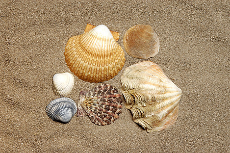 海壳 海边 海洋 海滩 假期 沐浴 浪潮背景图片