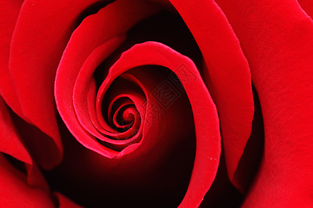 红玫瑰宏片 香薰 花 花瓣 花坛 红色的 爱 美丽图片