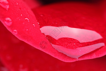 香薰蜡片红玫瑰宏片 爱 热情 春天 花瓣 单一对象 自然 壁纸图案 花坛背景