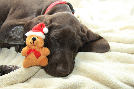 梦想着狗的圣诞节 棕色的 圣诞老人的帽子 白色的 圣诞帽 婴儿图片