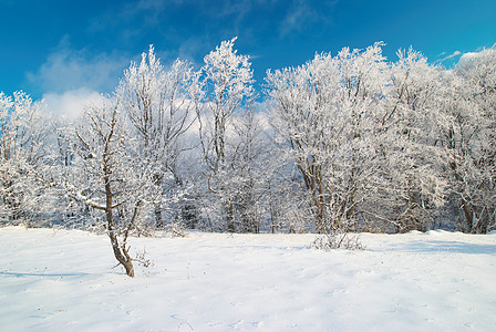 冬季冰冷森林 天空 寒冷的 太阳 季节 公园 晴天图片