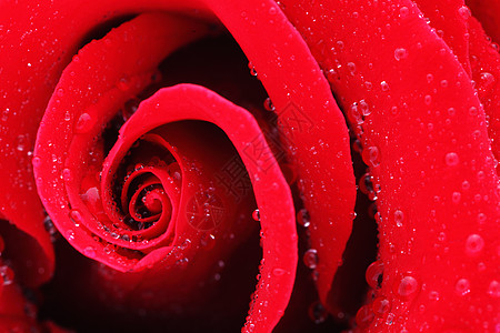 红玫瑰宏片 宏观 单一对象 花瓣 香薰 植物学 自然之美 壁纸图案 开花图片
