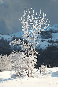 冬季冰冷森林 蓝色的 木头 美丽 天空 风景图片