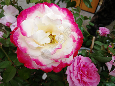 粉红和白玫瑰图片