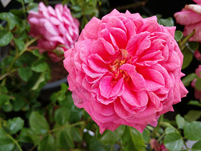 花园中的粉红玫瑰图片