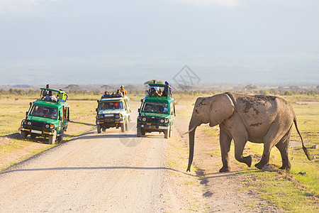 肯尼亚安博塞利大象穿过泥土路 假期 野生动物 家庭图片