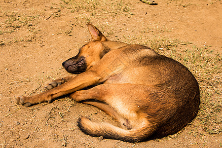 狗躺在地上 路 饥饿的 宠物 幽默 地面 郁闷 凄凉背景图片