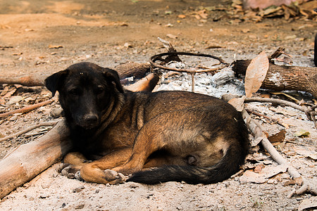 狗躺在地上 有趣的 哺乳动物 动物 地面 凄凉 假期图片
