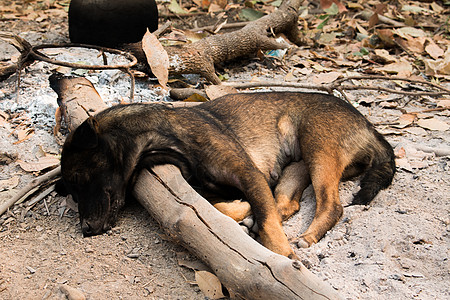 狗躺在地上 地面 可爱的 凄凉 哺乳动物 休息 海滩 木材图片