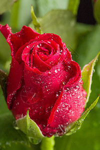 新红玫瑰 展示 花的 礼物 花 热情 花园 婚礼 花束图片