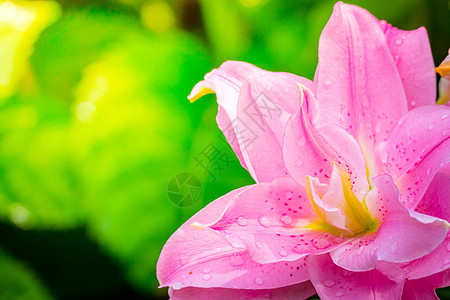 莉莉花 美丽 假期 花园 温泉高清图片