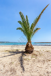 沙沙滩上的热带棕榈树图片